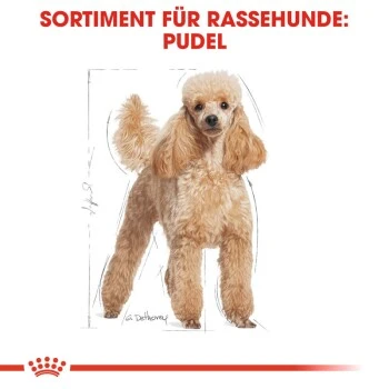 ROYAL CANIN Poodle Adult 7,5 Kg 7 ROYAL CANIN Poodle Adult 7,5 Kg – Bild 5
