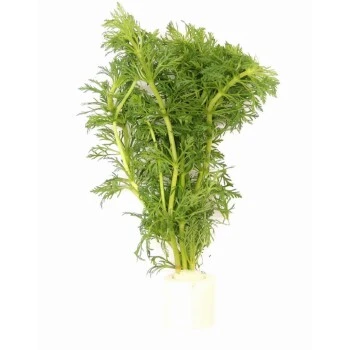 DENNERLE Wasserpflanzen-Set " 80L Start" 13 DENNERLE Wasserpflanzen-Set " 80L Start" – Bild 11