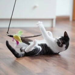 Schlitzohr Katzenangel Federanhänger 5x -Tierbedarfs Rabatt Geschäft 11ed2d225658009b8abd2f7334a71527c7d32c64 1484675 de DE 2194cc6dae193c9b0d821763f83834cddf74faa5Q2fI5o