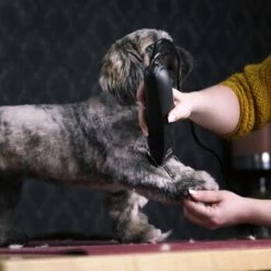 Moser Schermaschine Max 45 Inkl. ASK 9 Moser Schermaschine Max 45 Inkl. ASK -Tierbedarfs Rabatt Geschäft 12b5621609f225e0a77e7717729914be12ea8fce a735613b366205c26cf6cdb16f9f7449886f1457