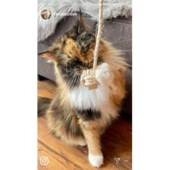 Kater Kasimir Deluxe Set Mit 9 Beliebten Katzenspielzeugen Aus Naturmaterial Und Handgemachtem CATDAD Armband -Tierbedarfs Rabatt Geschäft 1f04ffa2e176fa1eec74eb330832e3ec90bf46a4 1408151 de DE 8e1afbeea10c4c53b2e3c89a347993a00031803aaPAVJ2