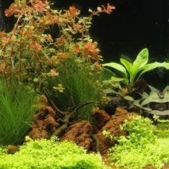 DENNERLE Wasserpflanzen-Set "30L Basic"