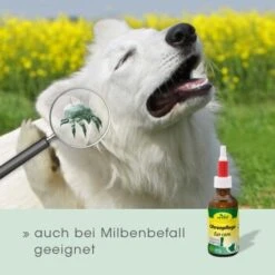 CdVet Ohrenpflege 20ml 14 CdVet Ohrenpflege 20ml -Tierbedarfs Rabatt Geschäft 2386a46bf75eb25a2a58bb81c9cd714b7c11735b 1033310 de DE 913b3fb28cb4c7cbb549b216ae11f3b04ff5ee25egJatt