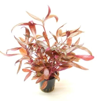 DENNERLE Wasserpflanzen-Set " 80L Start" 6 DENNERLE Wasserpflanzen-Set " 80L Start" – Bild 4