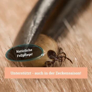 BeG Buddy Fellspray Zecke 6 BeG Buddy Fellspray Zecke – Bild 4