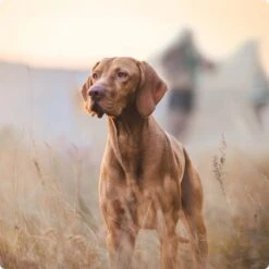 REAL NATURE Adult Pouches 6x300g Hirsch & Huhn -Tierbedarfs Rabatt Geschäft 2a7e6cb20be89e03efc3fb044f52385d1267f3cd 1314110 de DE Real Nature Original Dog bild 4