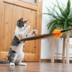 Schlitzohr Federwedel Birdy 3er Pack 18 Schlitzohr Federwedel Birdy 3er Pack -Tierbedarfs Rabatt Geschäft 2e08cedc855b4fe4d22372cc22f48cef3188be3c 1659562 de DE 4a8ba2ccf79071630769db1080a8b14fba93fcb3EKX8X8