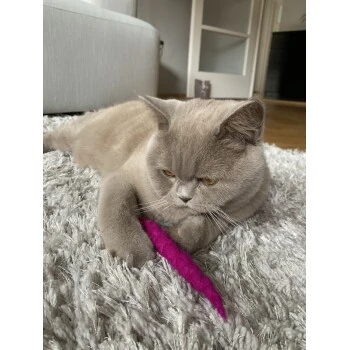 Kater Kasimir 10 Handgerollte Filzwürmer Aus Echtem Wollfilz (Sparpack) 4 Kater Kasimir 10 Handgerollte Filzwürmer Aus Echtem Wollfilz (Sparpack) – Bild 2