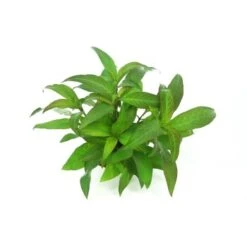 DENNERLE Wasserpflanzen-Set "60L Mix Basic" -Tierbedarfs Rabatt Geschäft 40504fda59cd261307e976c633306abe5f8a4548 e2a9a1c09fcdeb43649a626f20e60fd764afa714