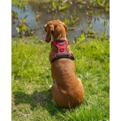 Lionto Hundegeschirr Rot S 9 Lionto Hundegeschirr Rot S -Tierbedarfs Rabatt Geschäft 407af41d0548dee69b32d607fdf094f0307a51ec 1505063 de DE a655b4cc368490e8e1ab749b24f6143086dd0e4dCGePHw