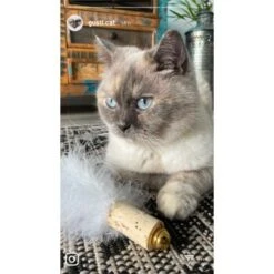 Kater Kasimir Deluxe Set Mit 9 Beliebten Katzenspielzeugen Aus Naturmaterial Und Handgemachtem CATDAD Armband -Tierbedarfs Rabatt Geschäft 4d777484de5457a02028f595b53fdb1b69e309d7 1408151 de DE 911e17a5e45692f3789ac8bc9aee946048898d74SkrQo3