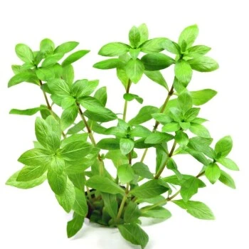 DENNERLE Wasserpflanzen-Set " 80L Start" 8 DENNERLE Wasserpflanzen-Set " 80L Start" – Bild 6