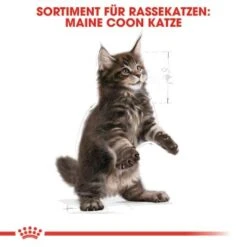ROYAL CANIN Maine Coon Kitten 4 Kg 13 ROYAL CANIN Maine Coon Kitten 4 Kg -Tierbedarfs Rabatt Geschäft 5363adbcd5720069c9dee834c28d247ed6c58d7d 78d41fa69f58c3708158103686f8d71d73464eed