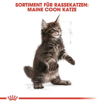 ROYAL CANIN Maine Coon Kitten 4 Kg 8 ROYAL CANIN Maine Coon Kitten 4 Kg – Bild 6
