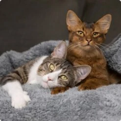 SELECT GOLD Milk-Set Kitten Inkl. Milchflasche & Löffel 300g 7 SELECT GOLD Milk-Set Kitten Inkl. Milchflasche & Löffel 300g -Tierbedarfs Rabatt Geschäft 536de371626fbac7381fe51ce63607aedfae0cd8 1099803 de DE 4 Select Gold Cat 11