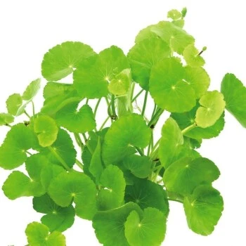 DENNERLE Wasserpflanzen-Set " 80L Start" 14 DENNERLE Wasserpflanzen-Set " 80L Start" – Bild 12