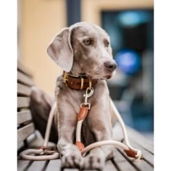 Freudentier Führleine 2m & 3-fach Verstellbar 9 Freudentier Führleine 2m & 3-fach Verstellbar -Tierbedarfs Rabatt Geschäft 56e4132de60e2f2dd2f4b2fc9a27d5cad893f766 1496011 de DE 5375c1937458f320e5d90503418e8a8bb01a4f6eWtKzSp