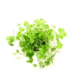 DENNERLE Wasserpflanzen-Set " 80L Start" 21 DENNERLE Wasserpflanzen-Set " 80L Start" -Tierbedarfs Rabatt Geschäft 5a28ac4afeb4f3bd3ed5369ad0d4a82f01ef4e60 3ed9ba22efaf35f16f0f556698bb0046a03045f8