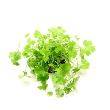 DENNERLE Wasserpflanzen-Set " 80L Start" 9 DENNERLE Wasserpflanzen-Set " 80L Start" – Bild 7