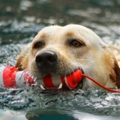 ROGZ Lighthouse Schwimmender Leuchtturm 5 ROGZ Lighthouse Schwimmender Leuchtturm -Tierbedarfs Rabatt Geschäft 5a9b4524c755e868571e464e62e32a1b43624bad e8009cc701b9f38b4e0e2980a403a47a99edcf24
