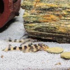 JBL PRONOVO PLECO WAFER Futtertabletten Für Herbivore Saugwelse XL 250 Ml -Tierbedarfs Rabatt Geschäft 5fd8c48424dcd934ce8dd9fe90508ea34faae60c 1388874 de DE jbl pronovo pleaco wafer 4