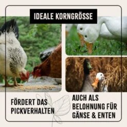 Aniforte FarmLife Hühner Futter Mix Mit Oregano 5 Kg 9 Aniforte FarmLife Hühner Futter Mix Mit Oregano 5 Kg -Tierbedarfs Rabatt Geschäft 613d98526a4a6ced35d3bc5779539af2ab2436f7 1496140 de DE 1a4043f235c1cca049d2bfbc4e65cafc7197bd27Z6Udr0