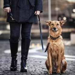 THE DOG IDEA Biothane Hundeleine Gold Khaki 9 THE DOG IDEA Biothane Hundeleine Gold Khaki -Tierbedarfs Rabatt Geschäft 622d13db3c996c3a8e2ec8f4ede001aaa78320e9 1655423 de DE 01b2176a917ca11ea55be7a01d9a2ab678a246c6dMtwON