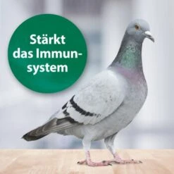 Quiko Med V Liquid 100 Ml: Mit Hochwertigem Oregano-Öl Für Ziervögel -Tierbedarfs Rabatt Geschäft 62b729111b34b42dec7572a24f22989ece4b1866 1387820 de DE b8cba450d82bf130655ceb6b1d2f56e16010d652RZVThz