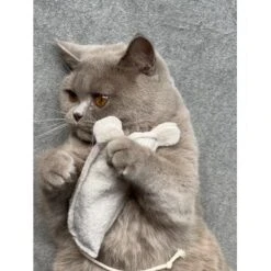 Kater Kasimir Premium Paket Mit 7 Beliebten Katzenspielzeugen Aus Naturmaterial -Tierbedarfs Rabatt Geschäft 69d850d83d44dd51ee163b4ce9871d685e5144a3 1408152 de DE 5e0e2fa341f3b7f13618444c260f3bc5df86140eIfTKHQ