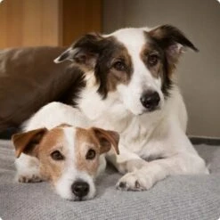 SELECT GOLD Sensitive Adult Huhn & Reis 10x125 G 8 SELECT GOLD Sensitive Adult Huhn & Reis 10x125 G -Tierbedarfs Rabatt Geschäft 6abb6915af23c615d0cf74853b0a3bb663e7931c 1096086 de DE 4 Select Gold Dog 8