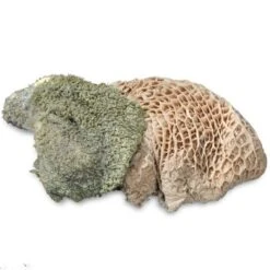 ProCani Buy Nature Pansen Grün 16x500 G -Tierbedarfs Rabatt Geschäft 71a8a83dd756fbb16781bf6cc22fc4476cf3d110 1408847 de DE Pansen Napf Aufsicht 2