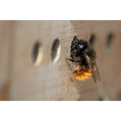 Dobar Großes Profi-Insektenhotel 10 Dobar Großes Profi-Insektenhotel -Tierbedarfs Rabatt Geschäft 7420d4284c352bcc21711192c12f7be17a392058 72fdcb90d71988448e02e8d21a34f66ac3b87fb3