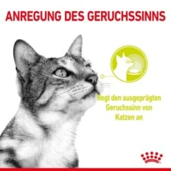 ROYAL CANIN SENSORY Smell In Gelee Für Wählerische Katzen 12x85g -Tierbedarfs Rabatt Geschäft 8189732b9ae1a398fb4fb109d95a4bf54f9ea43e e98d42f060ba951a9dc658034746788da77dfcfd