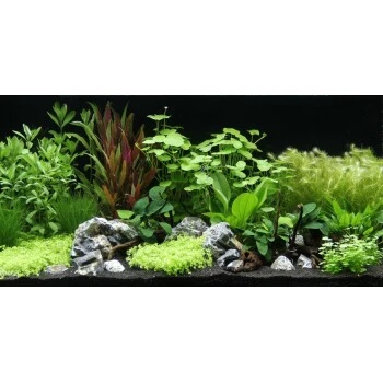 DENNERLE Wasserpflanzen-Set " 80L Start" 3 DENNERLE Wasserpflanzen-Set " 80L Start"