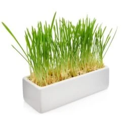 Canadian Cat Company Futterbar Cat Diner 14 Canadian Cat Company Futterbar Cat Diner -Tierbedarfs Rabatt Geschäft 826fd086574d64d46c2802167da1bfdae7b147ec 1345694 de DE b3d7c26a7588f99653da66172f4236f4bcef6045zlgKlp