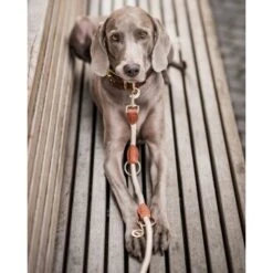 Freudentier Führleine 2m & 3-fach Verstellbar 12 Freudentier Führleine 2m & 3-fach Verstellbar -Tierbedarfs Rabatt Geschäft 82c4c16600b55dad96f7e995c74cb66bd8f2d8b5 1496011 de DE 621b9f718972b0ac63a777999c0f3069752bf98d8ANo7T