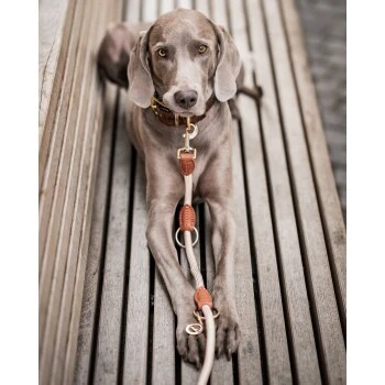 Freudentier Führleine 2m & 3-fach Verstellbar 7 Freudentier Führleine 2m & 3-fach Verstellbar – Bild 5