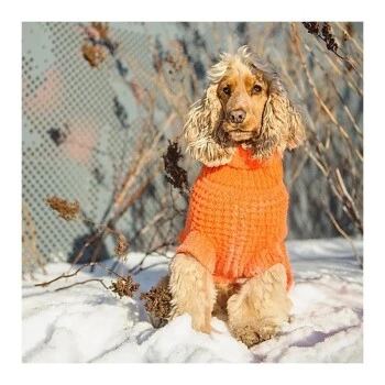 GF Pet Scout Pullover Orange XXXS 3 GF Pet Scout Pullover Orange XXXS – Bild 2