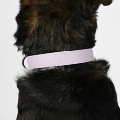 THE DOG IDEA Biothane Halsband Lavendel Violett S 9 THE DOG IDEA Biothane Halsband Lavendel Violett S -Tierbedarfs Rabatt Geschäft 8cf7ca8bca4e053ecd9a93c922b2a7b929ee1627 1487846 de DE 8cd6209f2c4ec6a65a42803cb59a801433fb7630ps8JLP