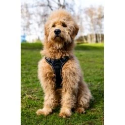 Fressnapf Tracker Pathfinder Geschirr Set S 12 Fressnapf Tracker Pathfinder Geschirr Set S -Tierbedarfs Rabatt Geschäft 95fb3d1835f9b47b6bafba0cf238225b5e5c9b2f 1409260 1