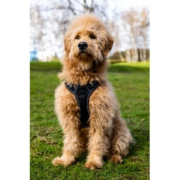 Fressnapf Tracker Pathfinder Geschirr Set S 6 Fressnapf Tracker Pathfinder Geschirr Set S – Bild 4