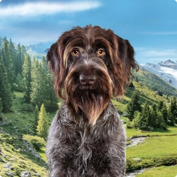 REAL NATURE Country Selection Andalusia Rind Mit Spanischem Kaninchen 12 Kg 7 REAL NATURE Country Selection Andalusia Rind Mit Spanischem Kaninchen 12 Kg – Bild 5