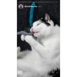 Kater Kasimir 10 Handgerollte Filzwürmer Aus Echtem Wollfilz (Sparpack) 9 Kater Kasimir 10 Handgerollte Filzwürmer Aus Echtem Wollfilz (Sparpack) -Tierbedarfs Rabatt Geschäft a1d9ec9b5677837ff914c946fc56ce6df3fdd0c8 1408147 de DE 1fc0cc3c919dcaaf28a0e442859a52c0a2aaef43ohv9aP