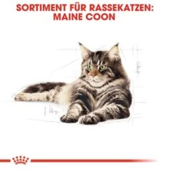 ROYAL CANIN Maine Coon 12x85g 11 ROYAL CANIN Maine Coon 12x85g -Tierbedarfs Rabatt Geschäft a5125a261db08921e9cf46ebc8fabd7e8cbf5fac 1229815 de DE rc 2