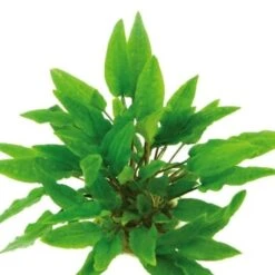 DENNERLE Wasserpflanzen-Set " 80L Start" 23 DENNERLE Wasserpflanzen-Set " 80L Start" -Tierbedarfs Rabatt Geschäft a787165c05658f8d5fd52e815c4135057c418173 1d66d85a5697caa71ccca9fc40eac4b0822d61c3