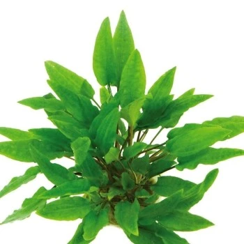 DENNERLE Wasserpflanzen-Set " 80L Start" 11 DENNERLE Wasserpflanzen-Set " 80L Start" – Bild 9