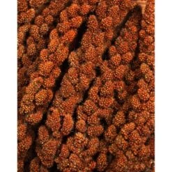 JR Farm Rote Kolbenhirse 3x500g -Tierbedarfs Rabatt Geschäft a82a102d1eda94bcde77dc74a64059781f0d94de 1486de799c65d570b657706aa3a6e64c76cdddd1