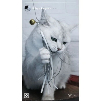 Kater Kasimir Premium Katzenangel Set Aus Buchenholz Mit 4 Handgemachten Anhängern 6 Kater Kasimir Premium Katzenangel Set Aus Buchenholz Mit 4 Handgemachten Anhängern – Bild 4