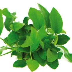 DENNERLE Wasserpflanzen-Set " 80L Start" 19 DENNERLE Wasserpflanzen-Set " 80L Start" -Tierbedarfs Rabatt Geschäft ab6d780fa585e4963281d452f90cdd7e639f9739 4ee714b9cbfaeaadf68b9040fffe96ab8b58c6a5