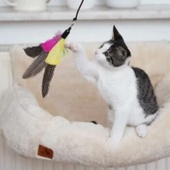 Schlitzohr Katzenangel Federanhänger 5x -Tierbedarfs Rabatt Geschäft ac968f3e92fea38def92e5a7524fa7085dc78563 1484675 de DE ddb20d567bfb55f49958028f07ad50186cd87523xUAnfc